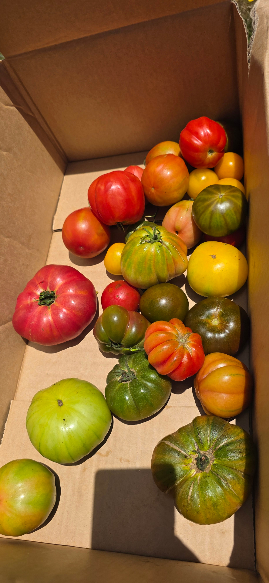 Local heirloom tomatoes